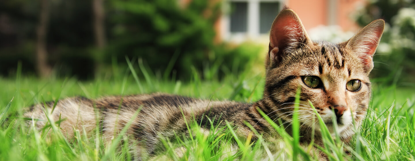 Katze im Gras liegend