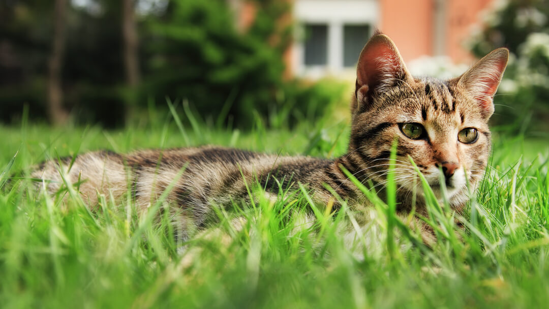 Katze im Gras liegend