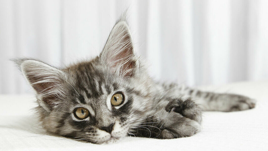 kleines Kätzchen, das auf einem weißen Bett liegt