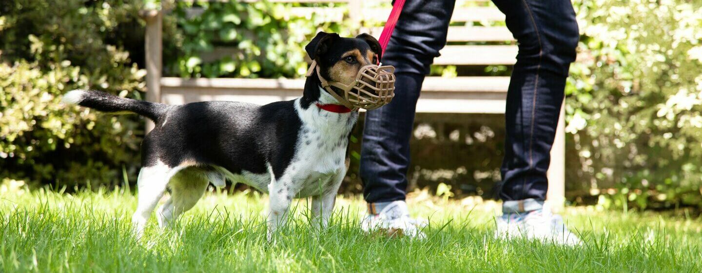 Hund mit Maulkorb läuft an der Leine