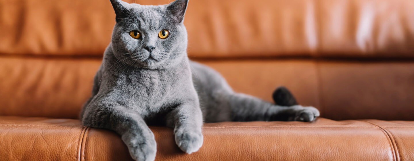 Graue Katze, die auf einem Ledersofa sitzt