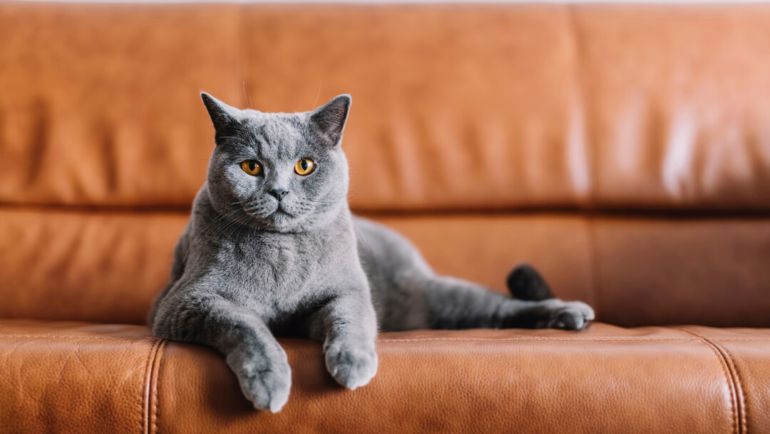 Graue Katze, die auf einem Ledersofa sitzt