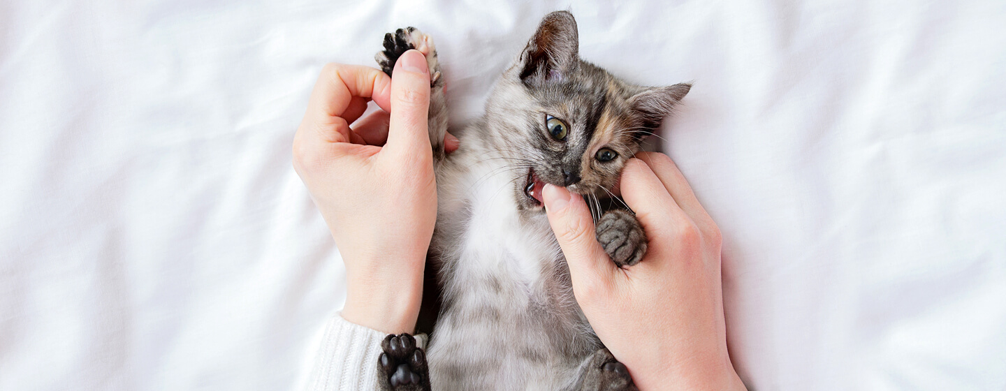 Small grey kitten biting owner's thumb.