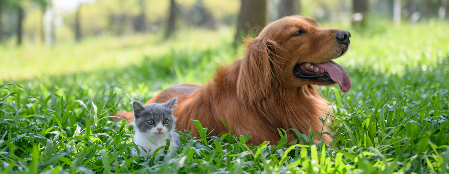 Kleines Kätzchen, das mit Hund im langen Gras sitzt