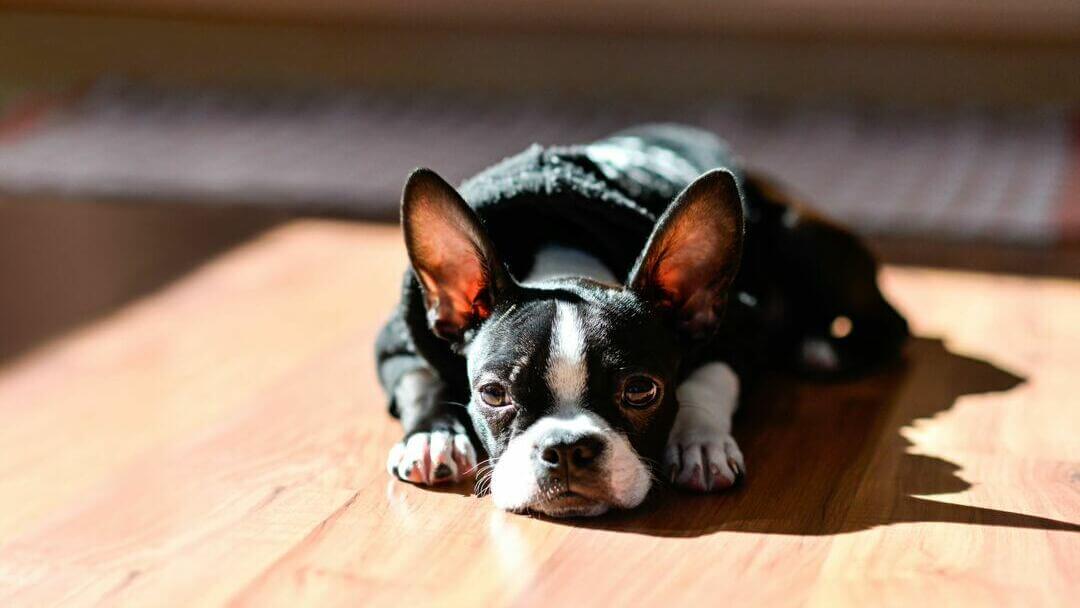 Franzosische Bulldoge liegt in der Sonne