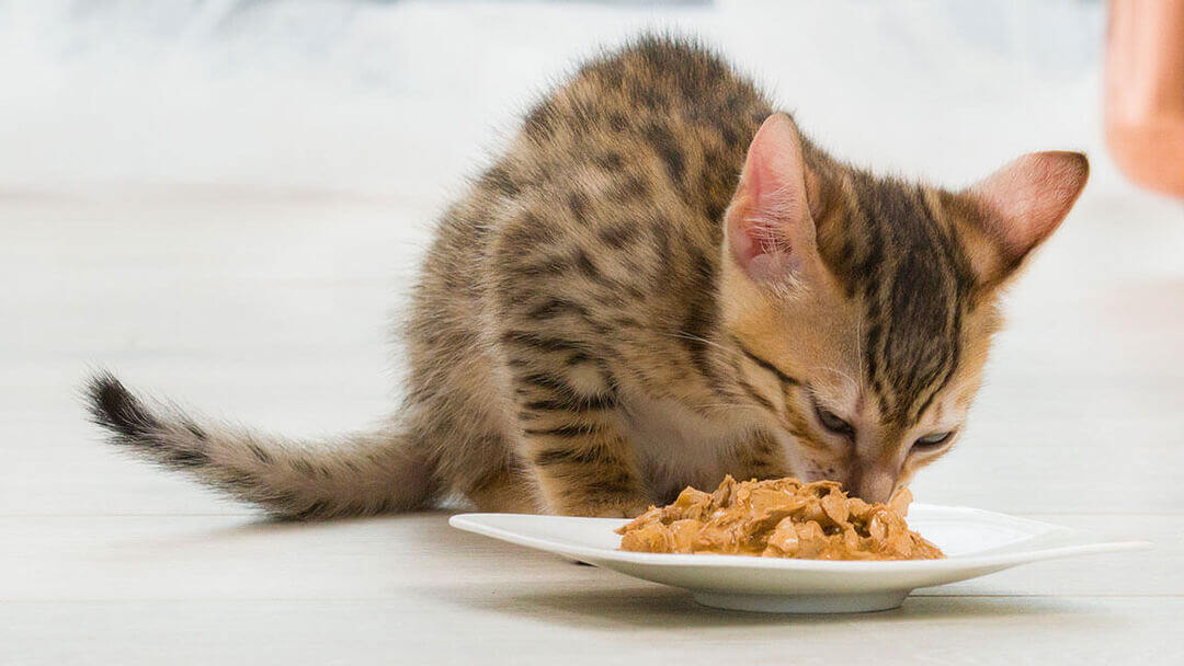 Braunes Kätzchen, das Essen aus einem Teller isst