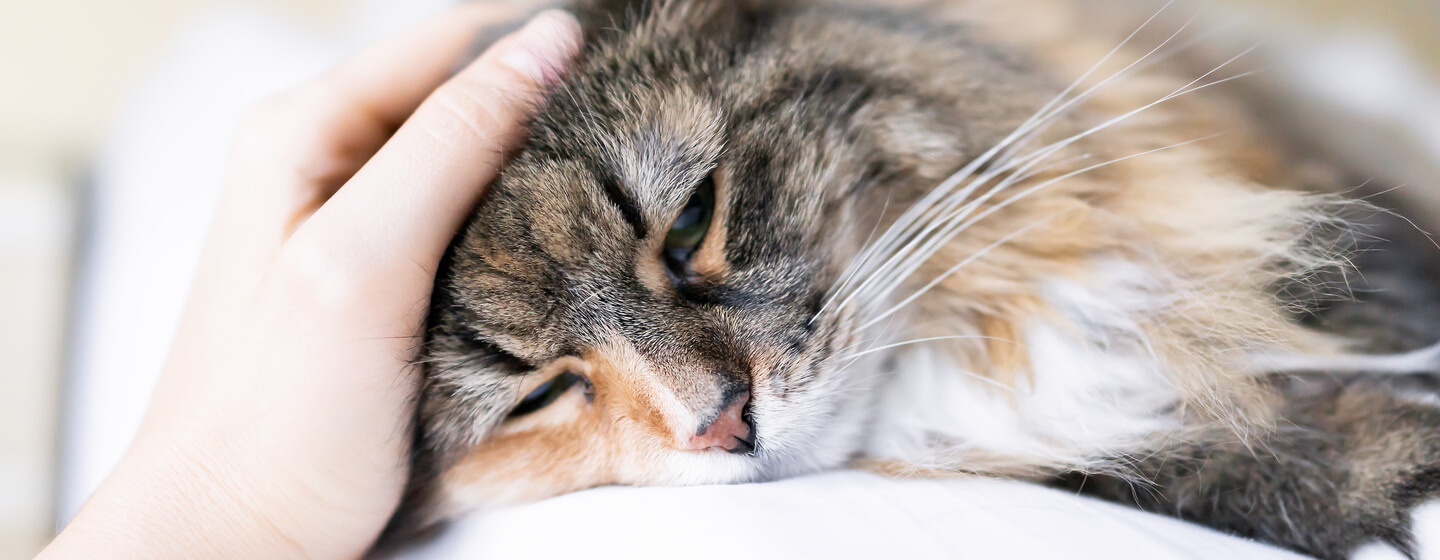 Katze Lungenentzündung Frisst Nicht