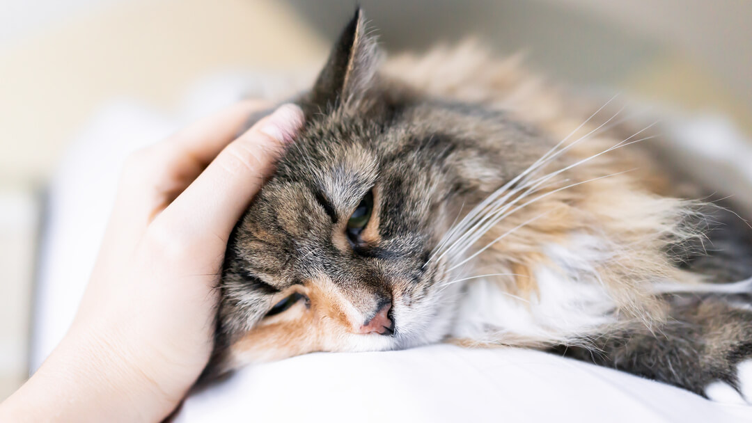 Besitzer streichelt eine müde Katze