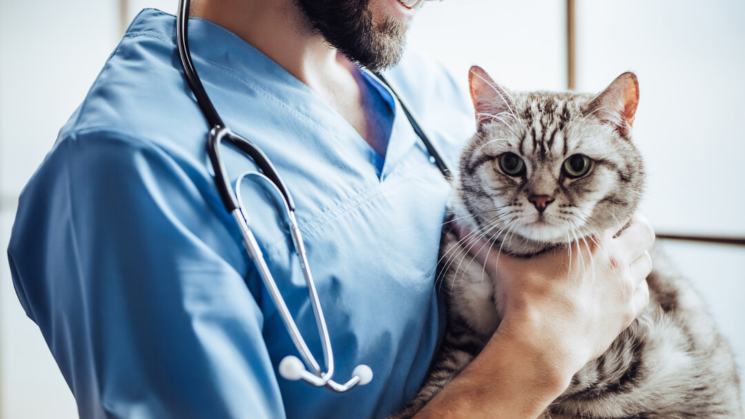 Katze wird vom Tierarzt gehalten