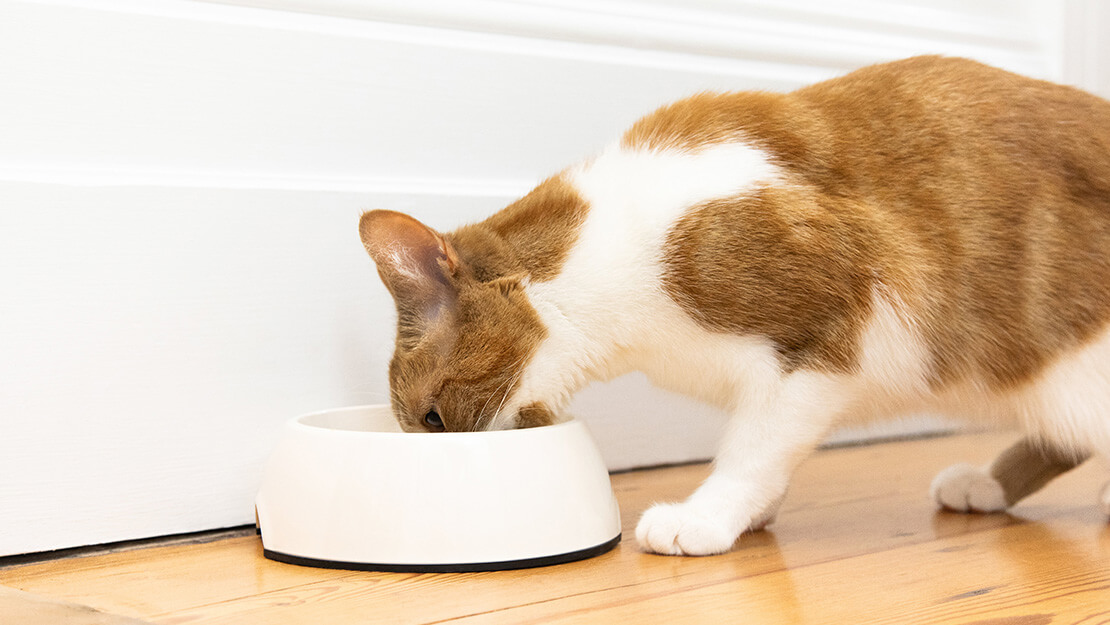 Cat food sensitive digestion listing page