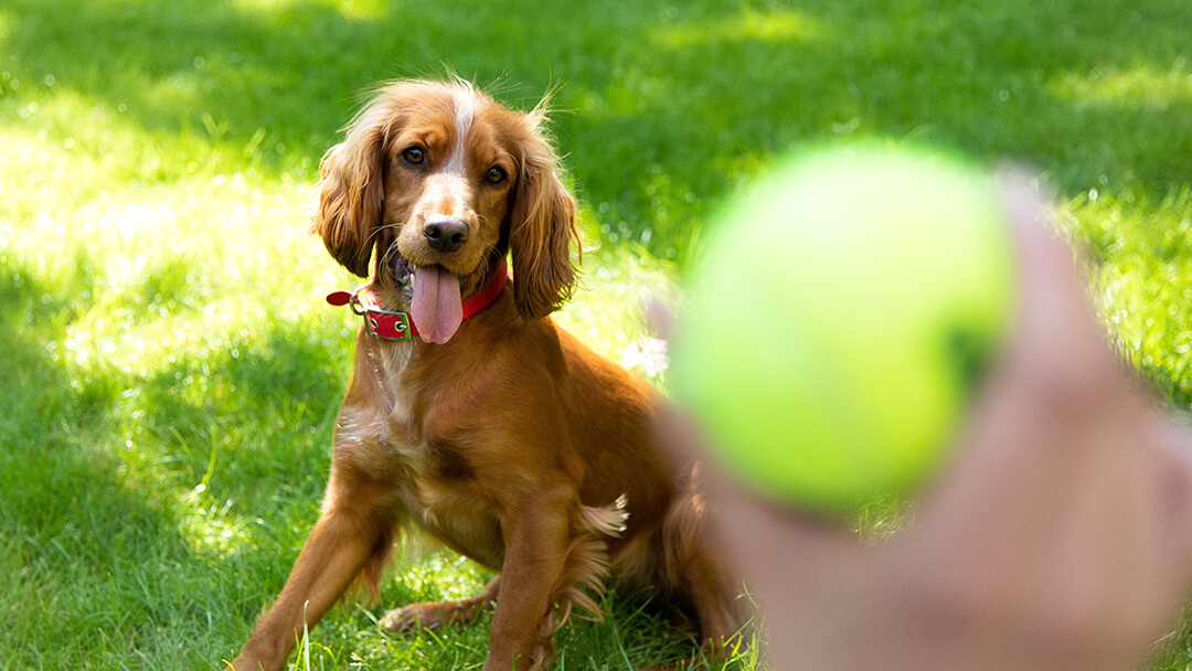 Hund, der Fang mit Tennisball spielt