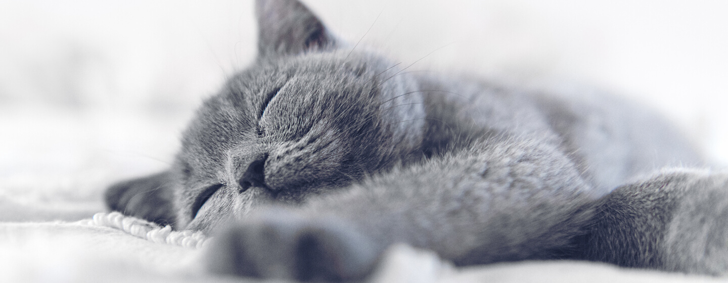 blau / graue Katze schläft