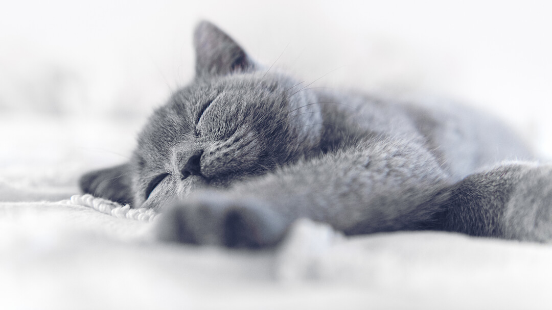 blau / graue Katze schläft