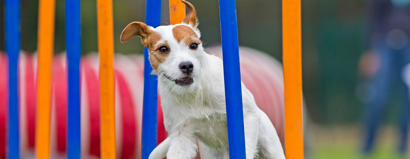 Kleiner Hund läuft auf einem Agility-Parcours