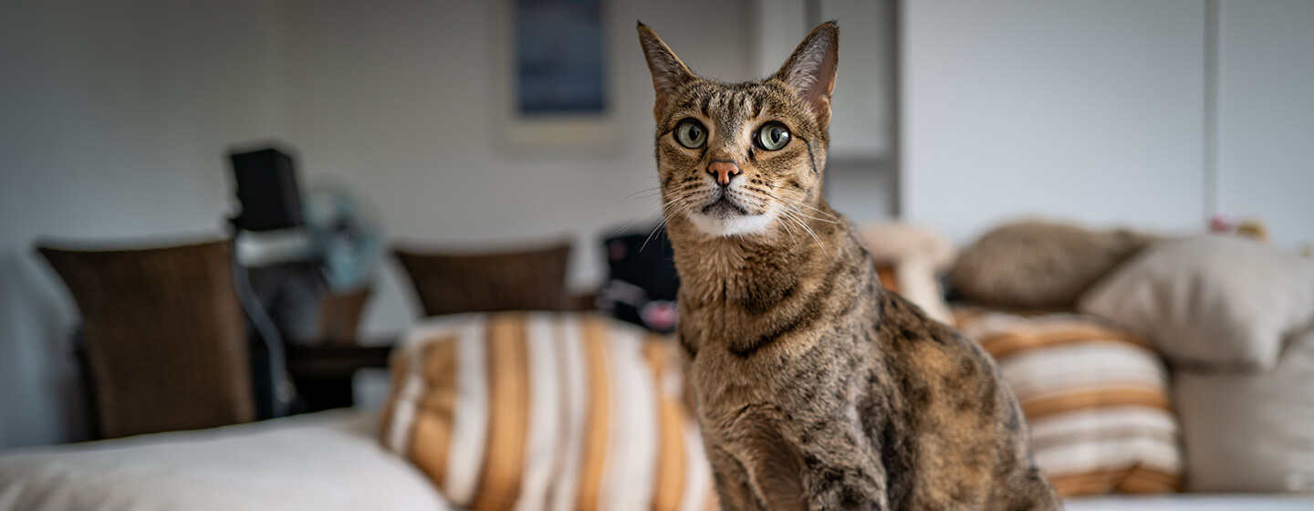 Katze sitzt auf der Couch