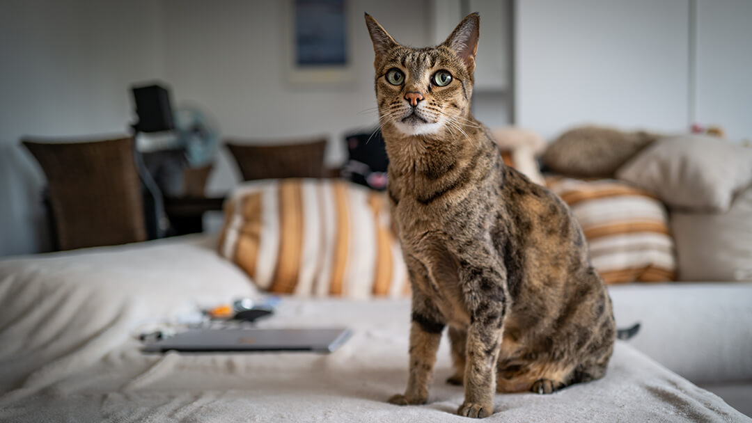 Katze sitzt auf der Couch