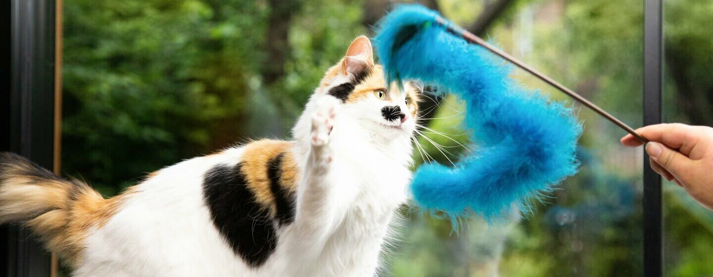 Patch farbige Katze, die mit blauem Pelzspielzeug spielt