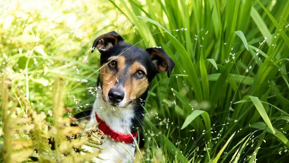 Jack Russell in the long grass with a red collar
