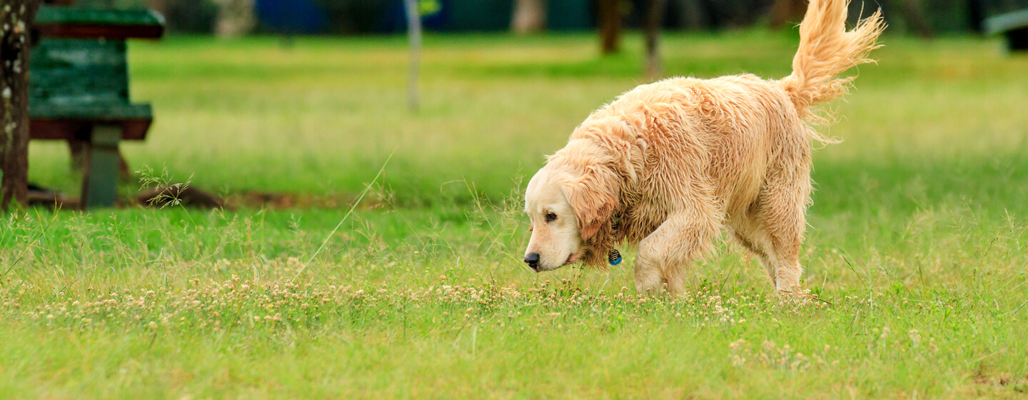 Hund spielt mit Stock