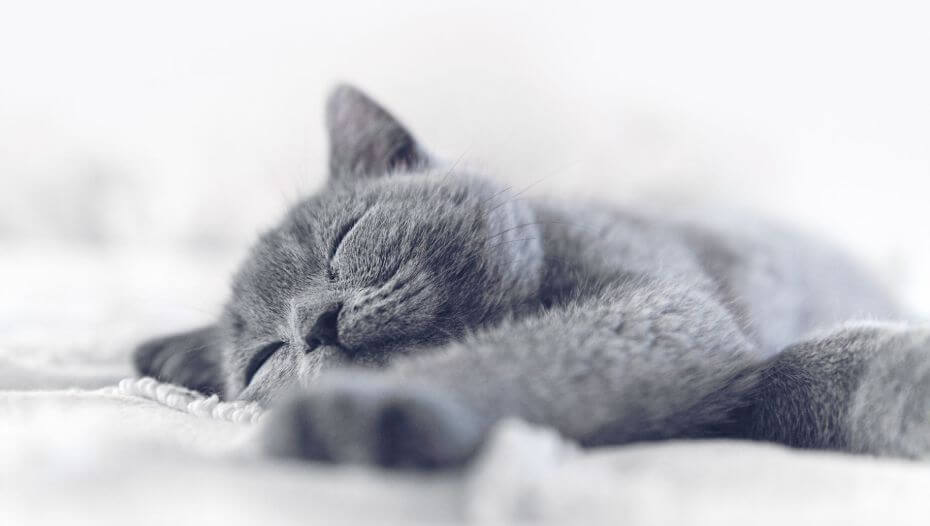 Graue Britisch Kurzhaar Katze schläft