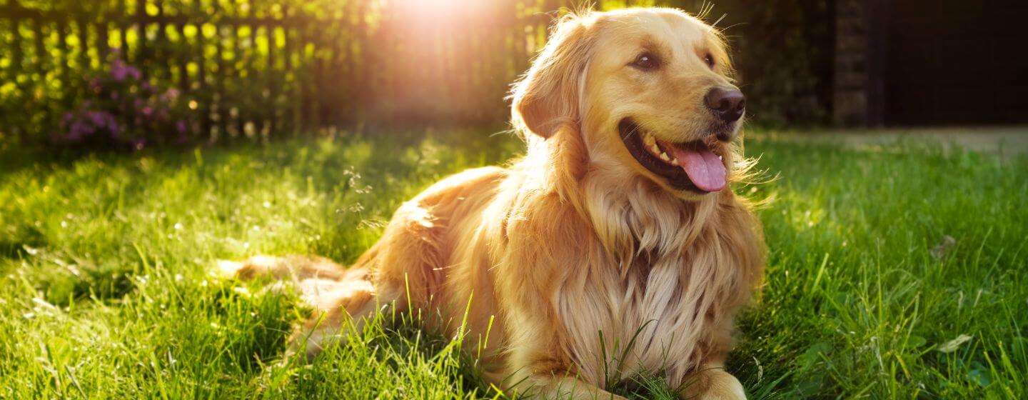 Hund liegt hechelnd im Gras