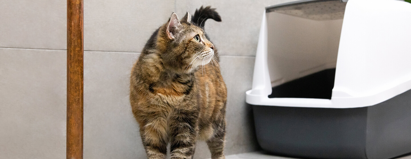 Katze, die zurück auf Katzentoilette schaut