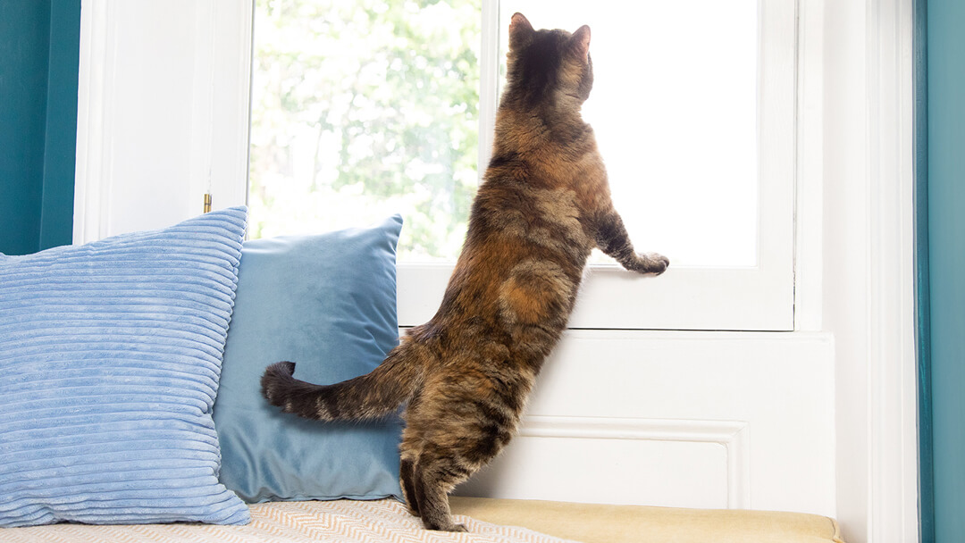 cat looking out of a window