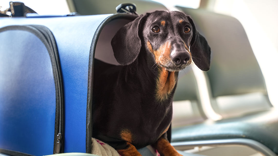 Dackel in einer Tasche im Flugzeug