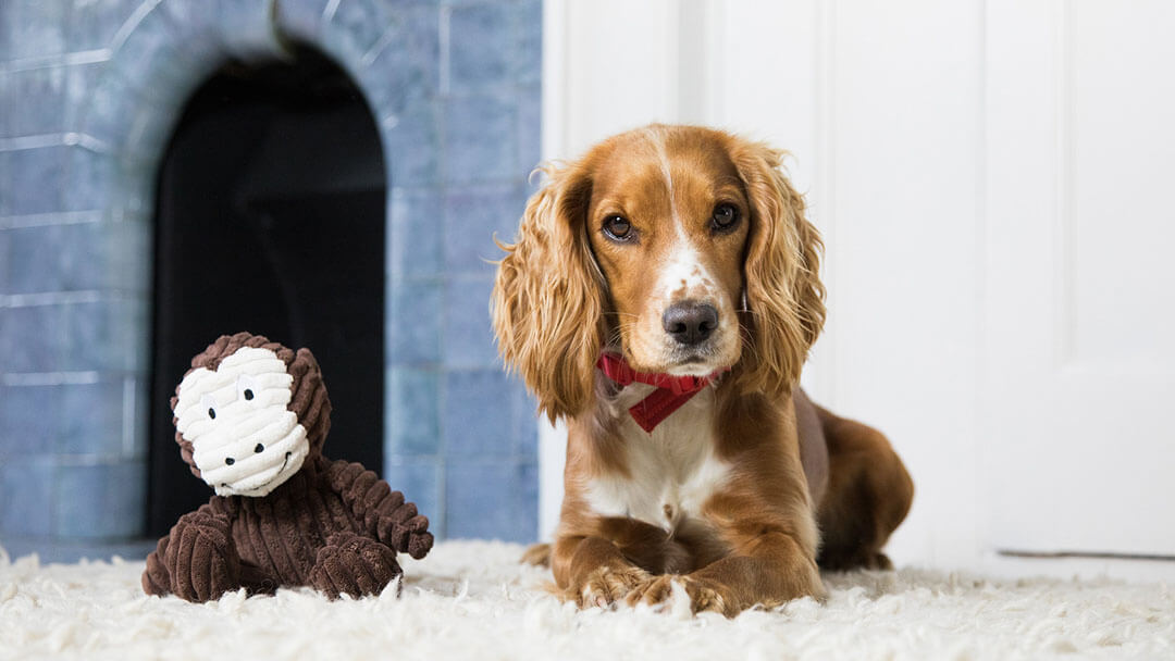 Hund entspannt zu Hause