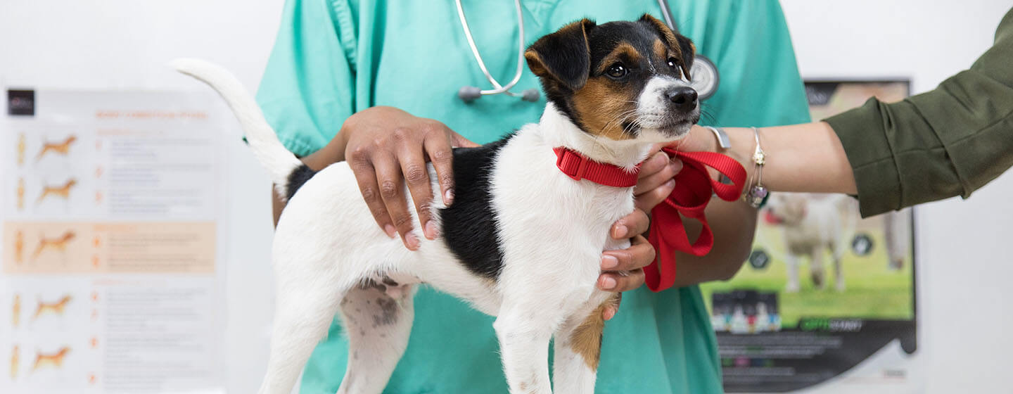 Hund wird vom Tierarzt untersucht