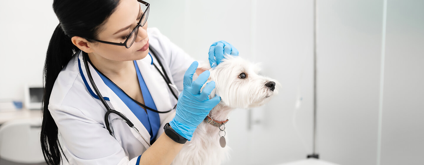 vet checking dog's ears