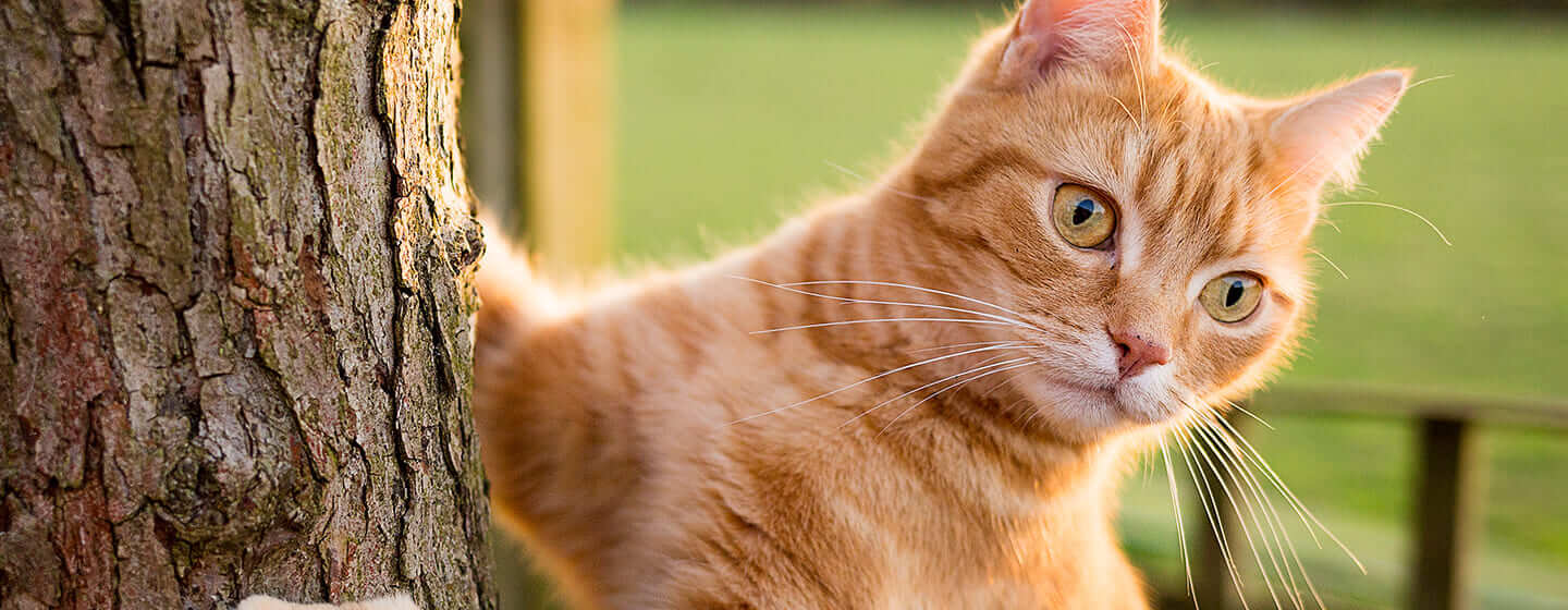 Ingwerkatze, die einen Baum klettert