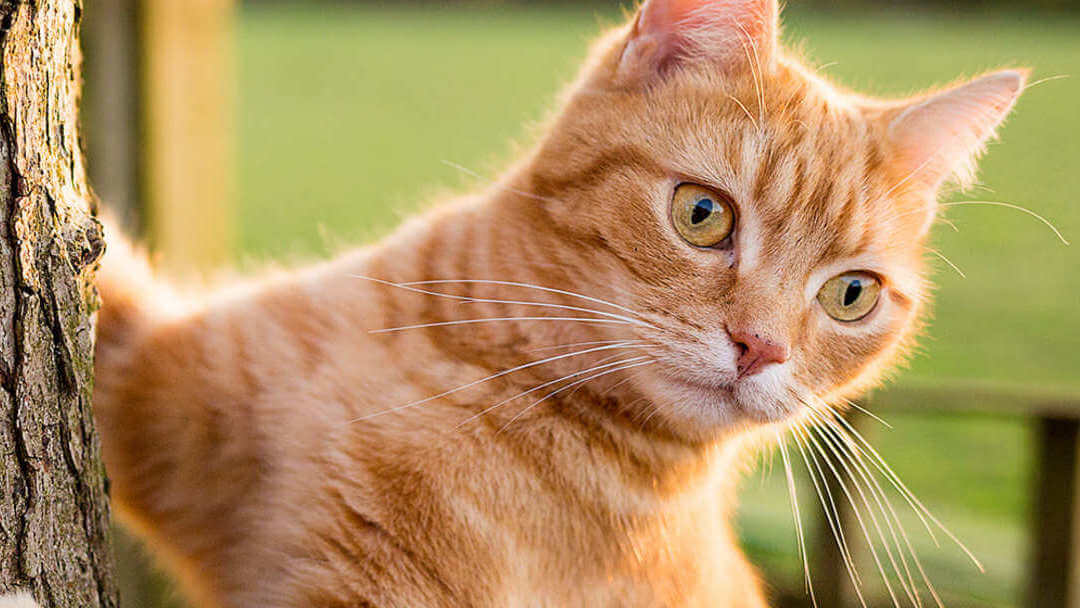 Ingwerkatze, die einen Baum klettert