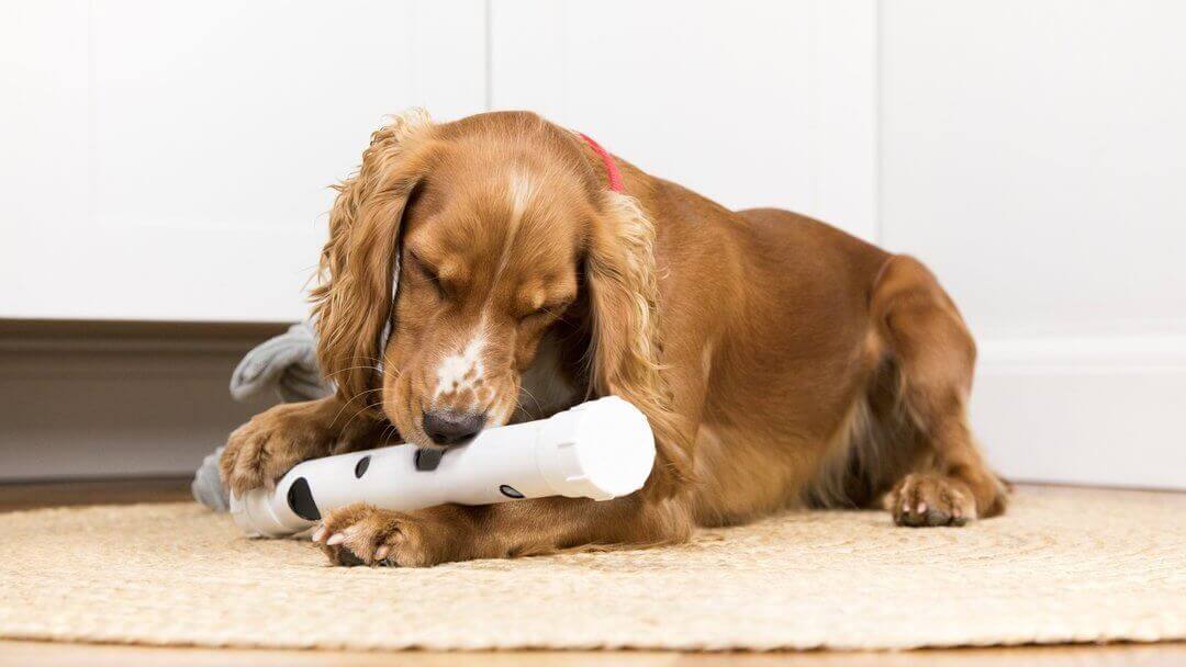 Brown Spaniel spielt mit Spielzeug und legt sich hin