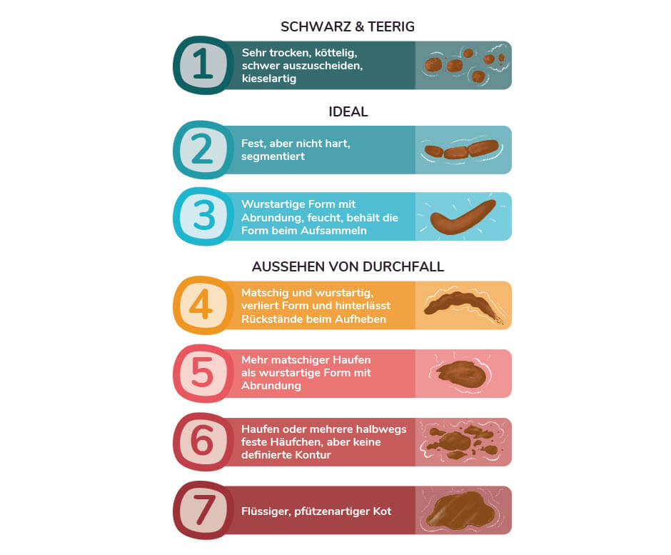 Die Konsistenz des Hundekots