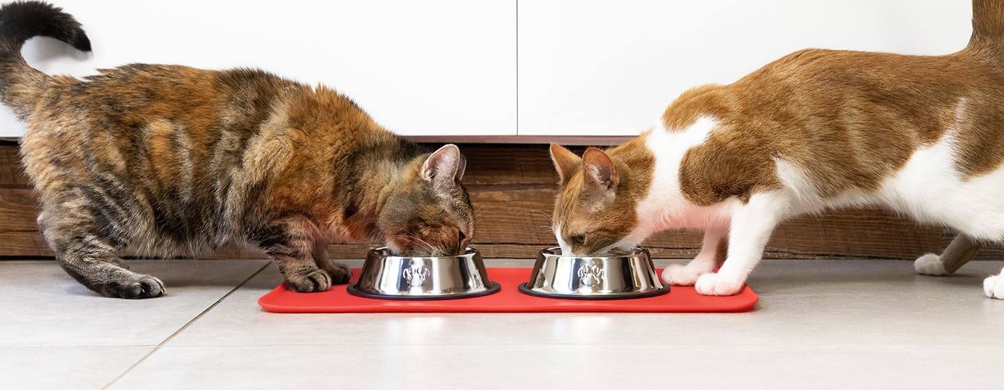 Zwei Katzen fressen
