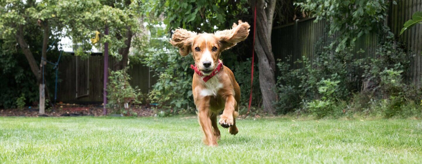 Hund auf Wiese