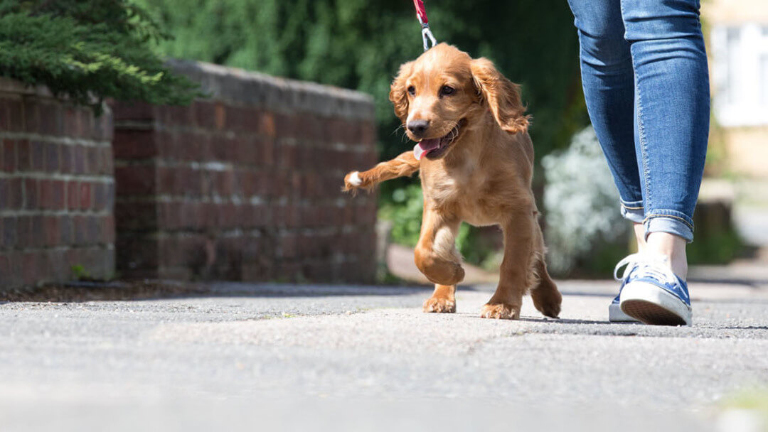 Hund auf einem Spaziergang