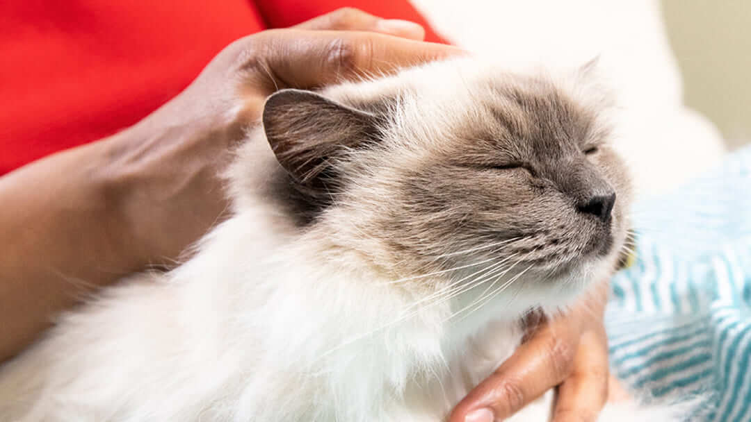 Der Besitzer streichelt eine weiße Katze