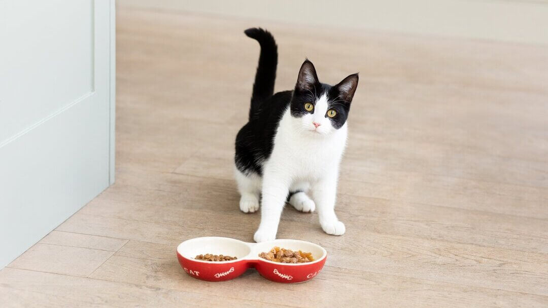 Katze sitzt vor vollem Napf