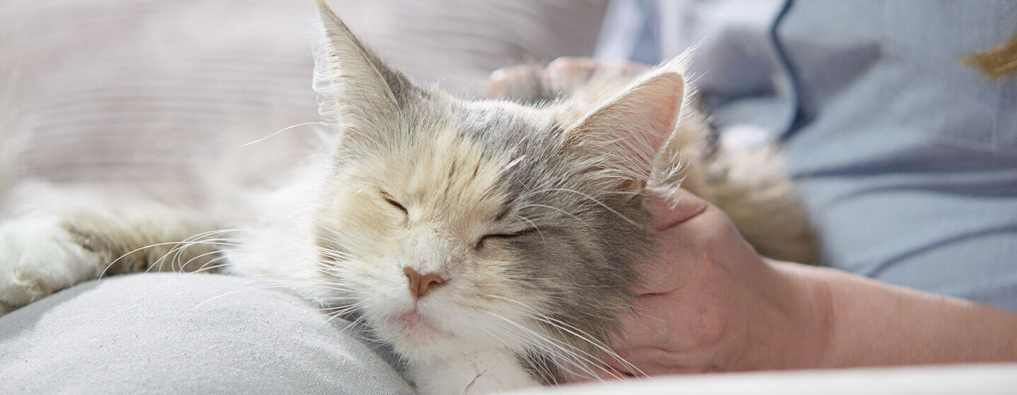 Die Katze schläft in den Armen des Besitzers