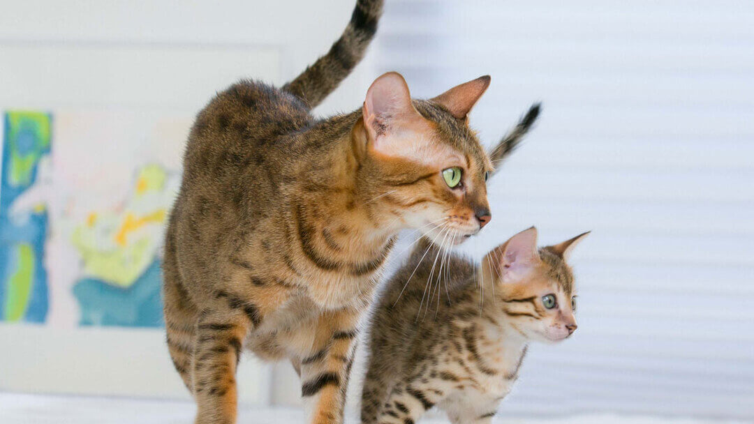 Katzenmutter mit Kätzchen