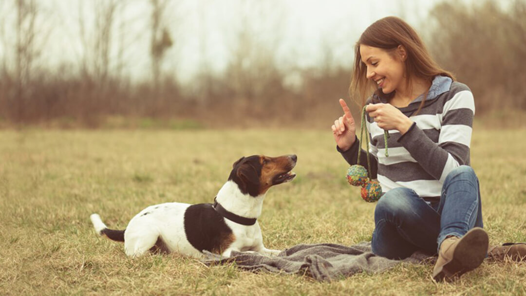 Frauchen und Hund trainieren Hundetricks auf Wiese