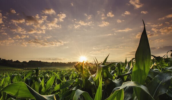 Sonnenuntergang feld