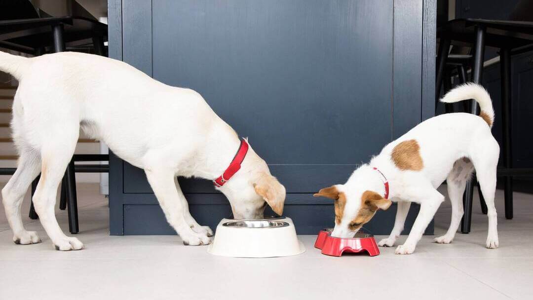 Zwei Hunde fressen aus ihren Näpfen