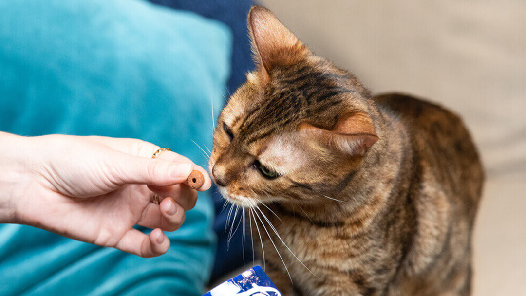 Katze bekommt Leckerli