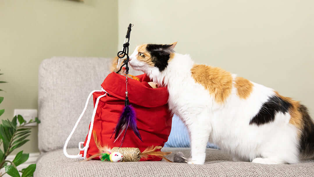 Katze mit Tasche voller Spielzeug