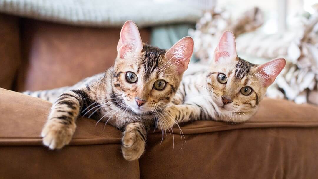 Zwei Katzen liegen auf dem Sofa