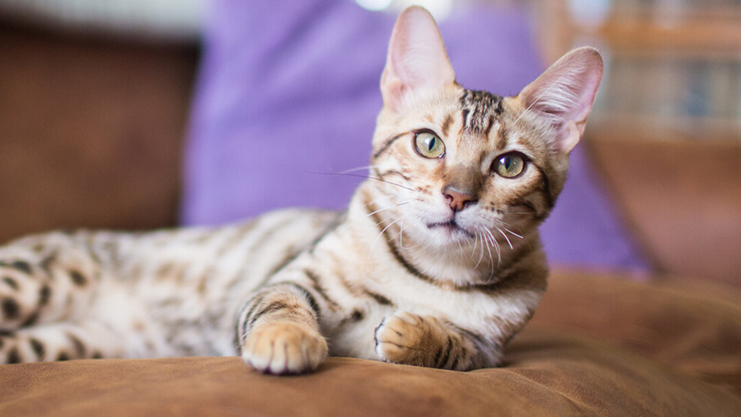 Katze liegt entspannt auf Sofa