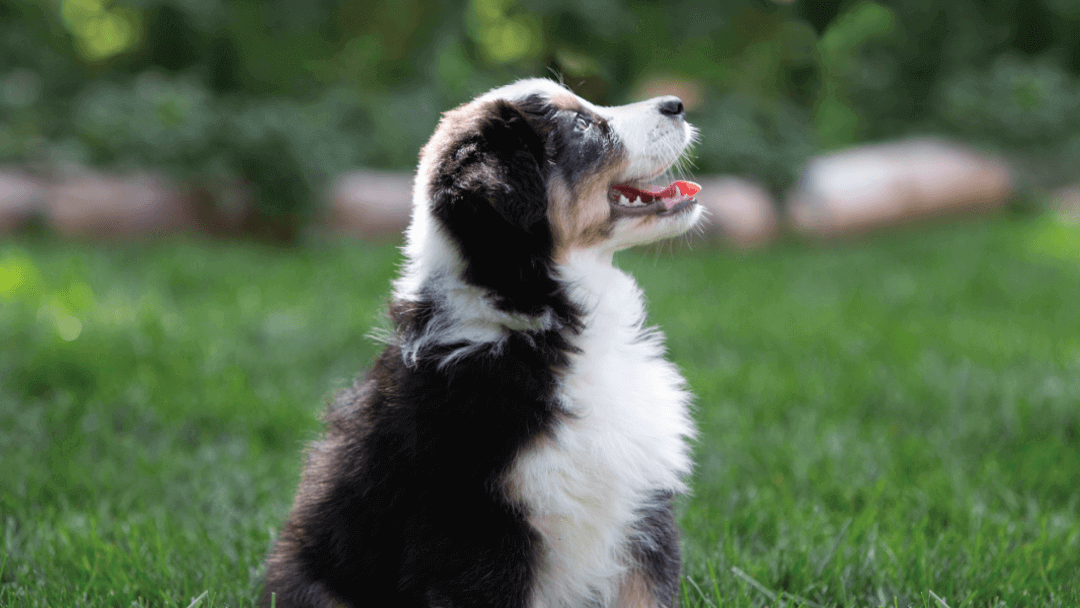 Flauschiger Welpe, der nach oben schaut